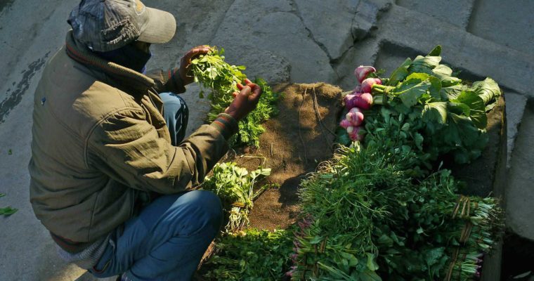 मध्यपुर थिमिको तरकारी बालीमा डोजर